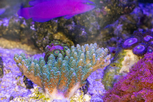 EW_Hyacinthus_Green_3.jpg