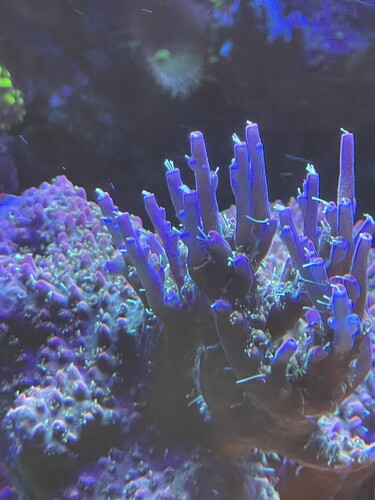 Grape Abe 03