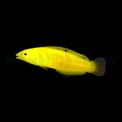 halichoeres_chrysus2_thump.jpg