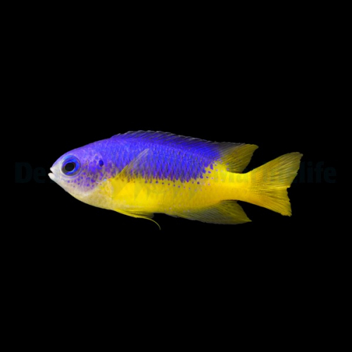 pomacentrus_auriventrus2_thump.jpg