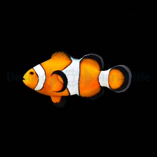 amphiprion_ocellaris_wild_wm_1.jpg