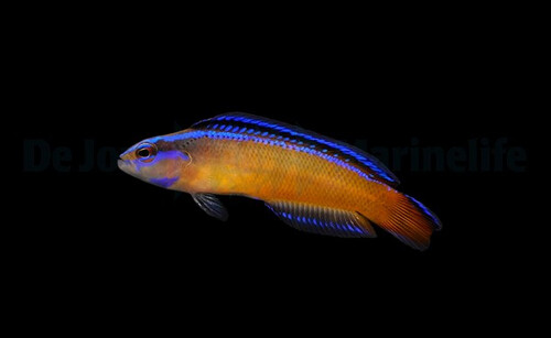 pseudochromis_aldabraensis_djm_wm.jpg
