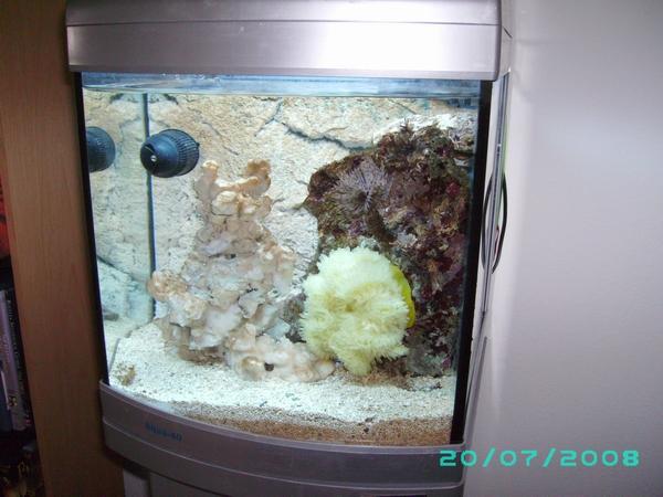 Anemone