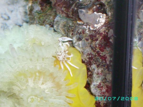 Den ene anemonekrabbe