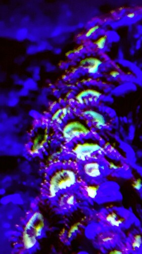 Zoas 150 kr - 20 hoveder