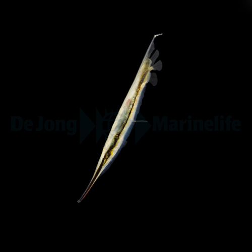 aeoliscus_strigatus2wm.jpg