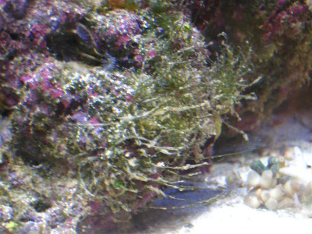 Billede 044 (Small).jpg