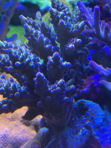 SR Indo Flare
