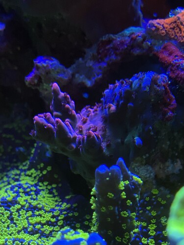 Acropora Sp “LR French Tickler”