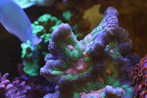 Rainbow Pectinia.jpg