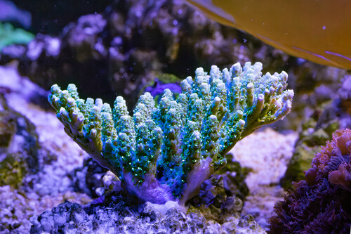 EW_Acropora Hyacinthus Green 2.jpg