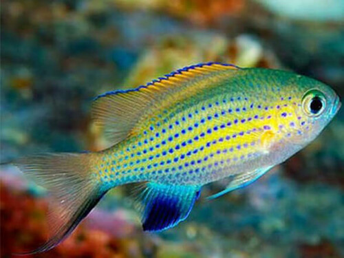 chromis-vanderbilti-3-5-cm.jpg