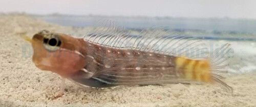 ecsenius_pictus_wm.jpg