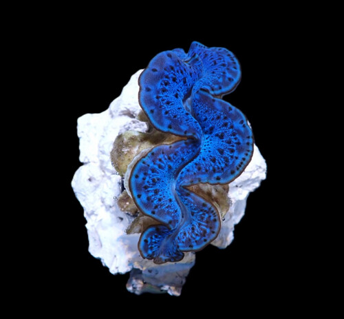 tridacna_maxima_blue_6cm_o_382_39.50.jpg