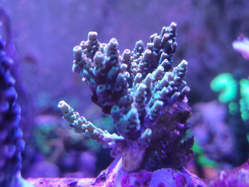 Acropora cyatherea Farverne yder den ikke retfærdighed. Jeg er virkelig en loussy fotograf. Den har de lilla polypper og så kan den blive nærmest en blanding af gylden/rødlig og grøn i vævet. Det gyldne er nærmest selvlysende i det blå lys om aftenen. Den skal have masser af lys og stabile vandværdier.