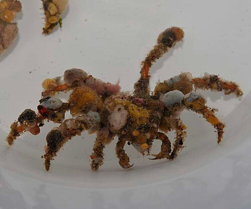 decorator_crab_indonesie_.jpg