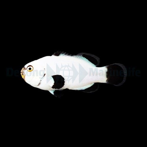 amphiprion_percula_platinum_djm_wm.jpg