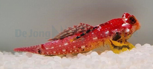 synchiropus_sycorax_male_wm.jpg