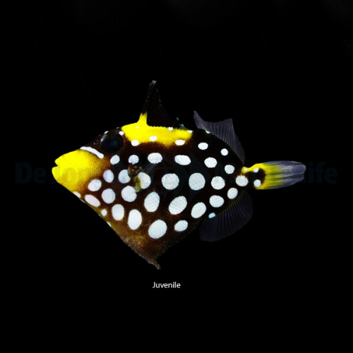 balistoides_conspicillum_juvenile2_wm.jpg