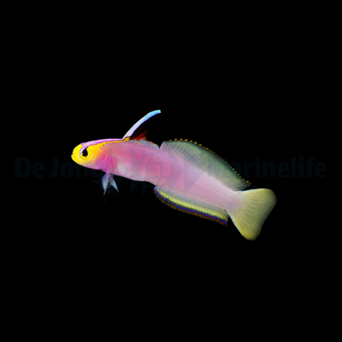 nemateleotris_helfrichi_lavandula_wm.jpg