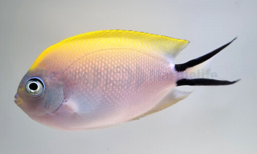 genicanthus_melanospilos_-_female_wm.jpg