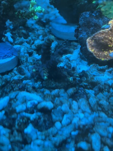 4. Lille micolados frag 150kr