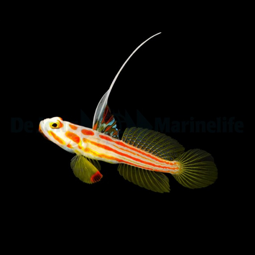 stonogobiops_yasha_male_thump.jpg