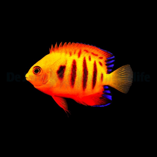 centropyge_loricula3_wm.jpg