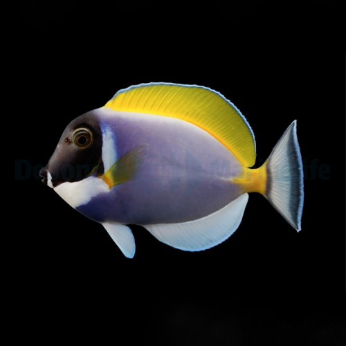 acanthurus_leucosternon_l_thump.jpg
