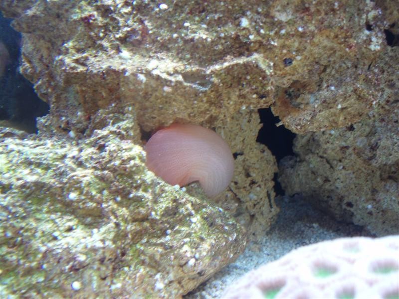 akvarie 066 (Medium).jpg