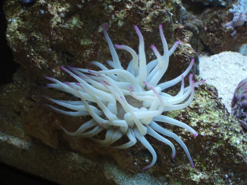 akvarie (Medium).jpg