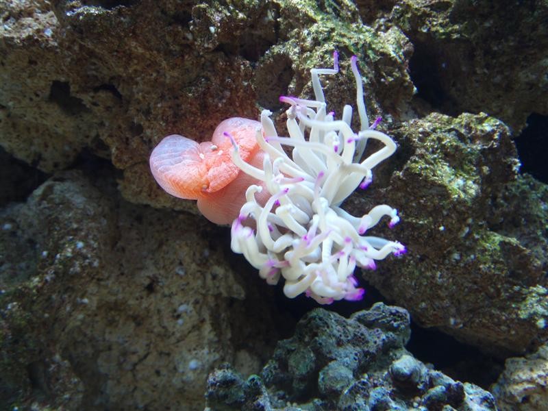 akvarie 067 (Medium).jpg