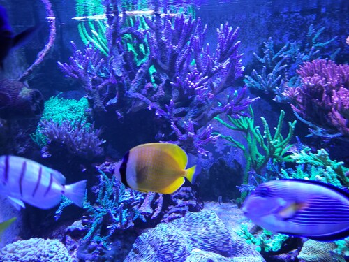 Chaetodon kleinii
