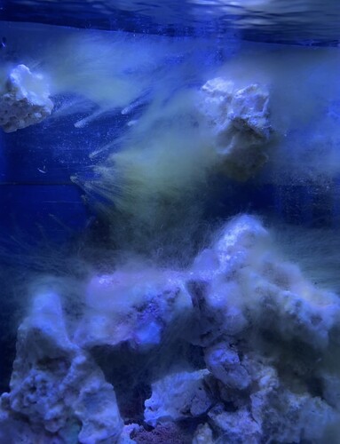 IMG_8930.jpeg
