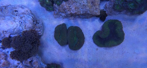 lobophyllias.jpg