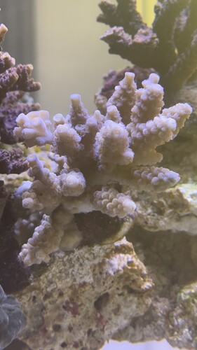 IMG_5595.jpeg (1.2 MiB) Vist 1986 gange Wild aquaculture