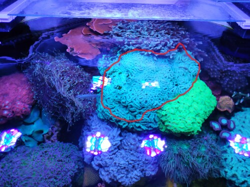 Caulastrea-top.jpg