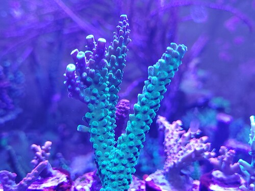 Acropora secale
