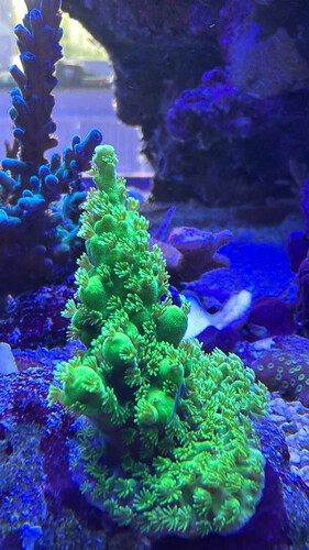 AF002C85-BACD-40F0-AC40-6D06D25B051D.jpeg (2.1 MiB) Vist 1516 gange Acropora SR Aussie Neon