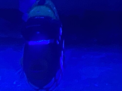 IMG_5134.jpeg