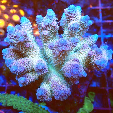 IMG_2619.jpeg