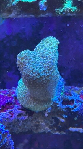 IMG_2559.jpeg