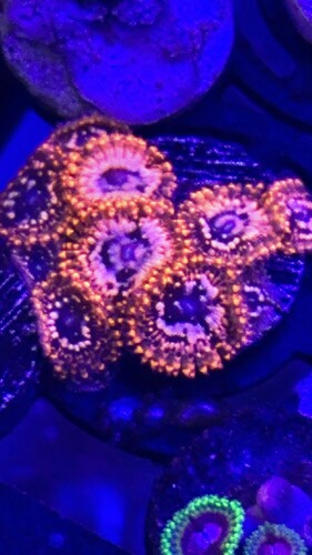 IMG_2582.jpeg