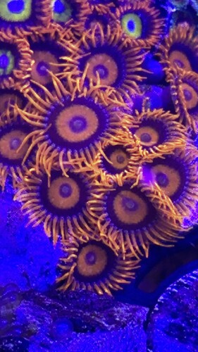 IMG_2583.jpeg