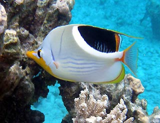 blue Cocos Dwarf Angelfish, endemic to Cocos (Keeling) Islands.jpg