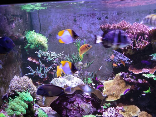 De nye syner ikke af så meget ved siden af de store flyndere der gik der i forvejen. Men de skal nok komme efter det. De æder fint når der fodres.