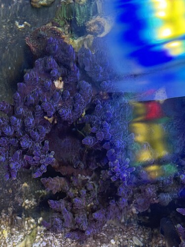 efflorecens deep blue