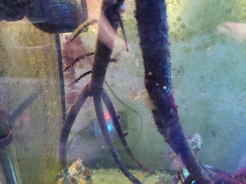 Rødder og stammen lidt tættere på