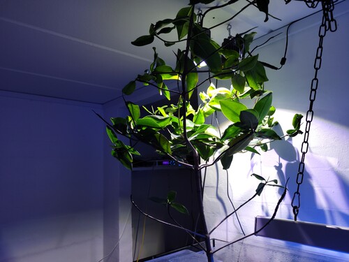 Og mangrove træet. Den er vokset næsten op til loftet.