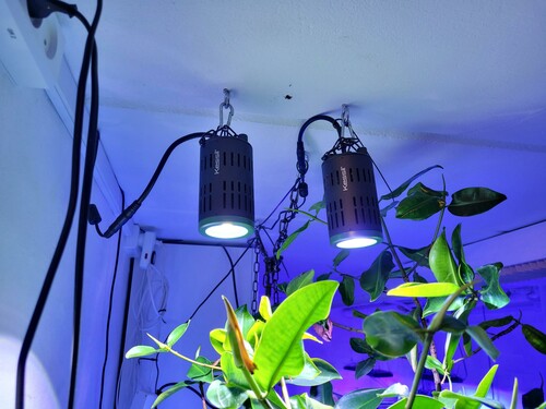 Lyset over mangroverne, 2 stk Kesil